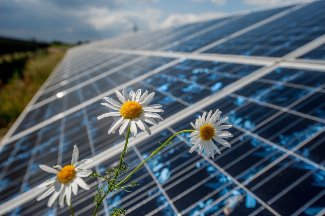 Flowers in front of a solar panel