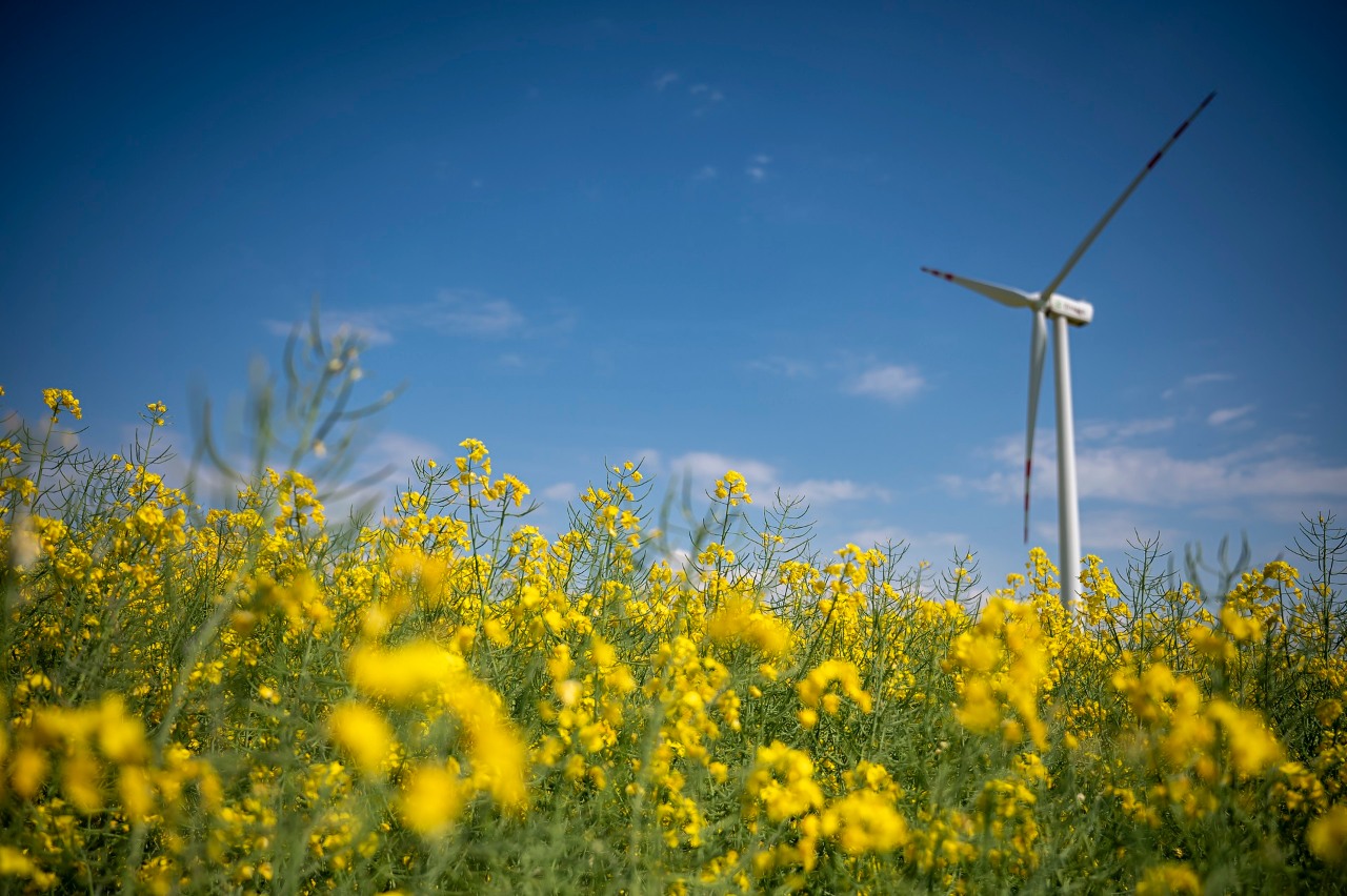 24.05.2023 Okolice Gdańska Bystra  N/z faram wiatrowa Bystra . Fot Miłosz Poloch