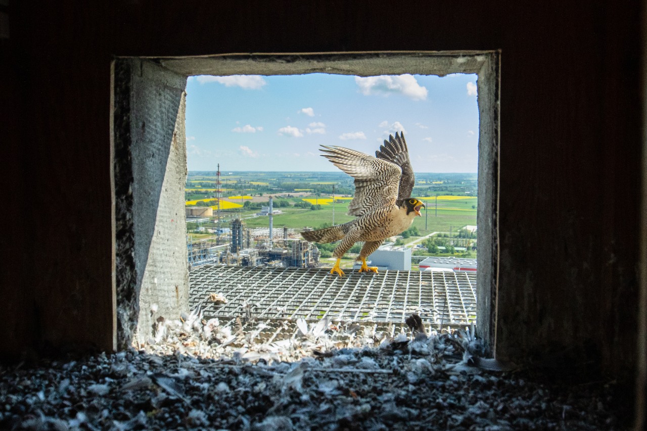 An adult falcon watching the inside of the nest box. In the background, a fragment of the ORLEN plant