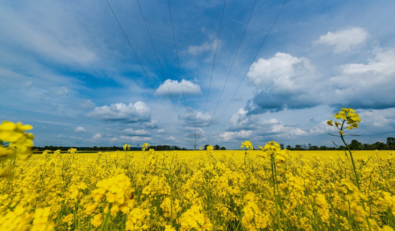 Biopaliwa i inwestycje– Grupa ORLEN. Pole rzepaku symbolizujące troskę o zachowanie bioróżnorodności w rolnictwie. 