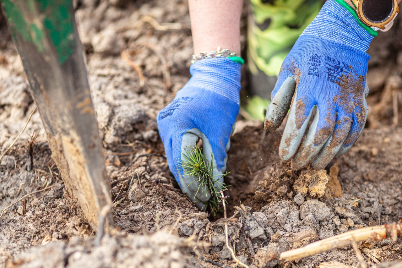 ORLEN ESG. Wolontariusz sadzi młodą sadzonkę sosny, angażując się w działania na rzecz ochrony środowiska.